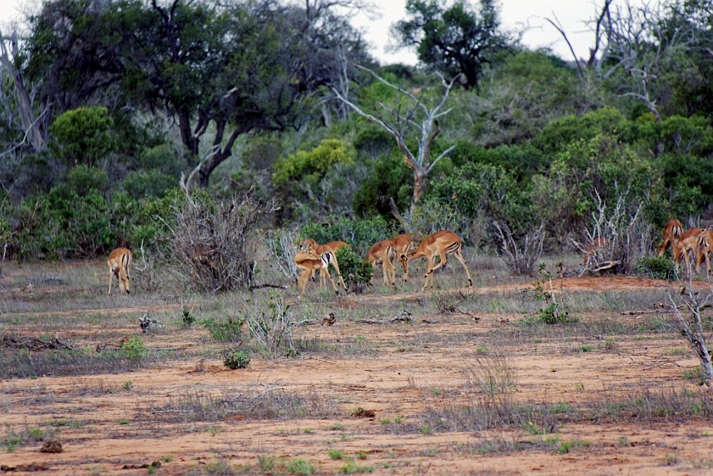 Kenia (323).jpg
